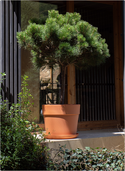 Traditional Terracotta