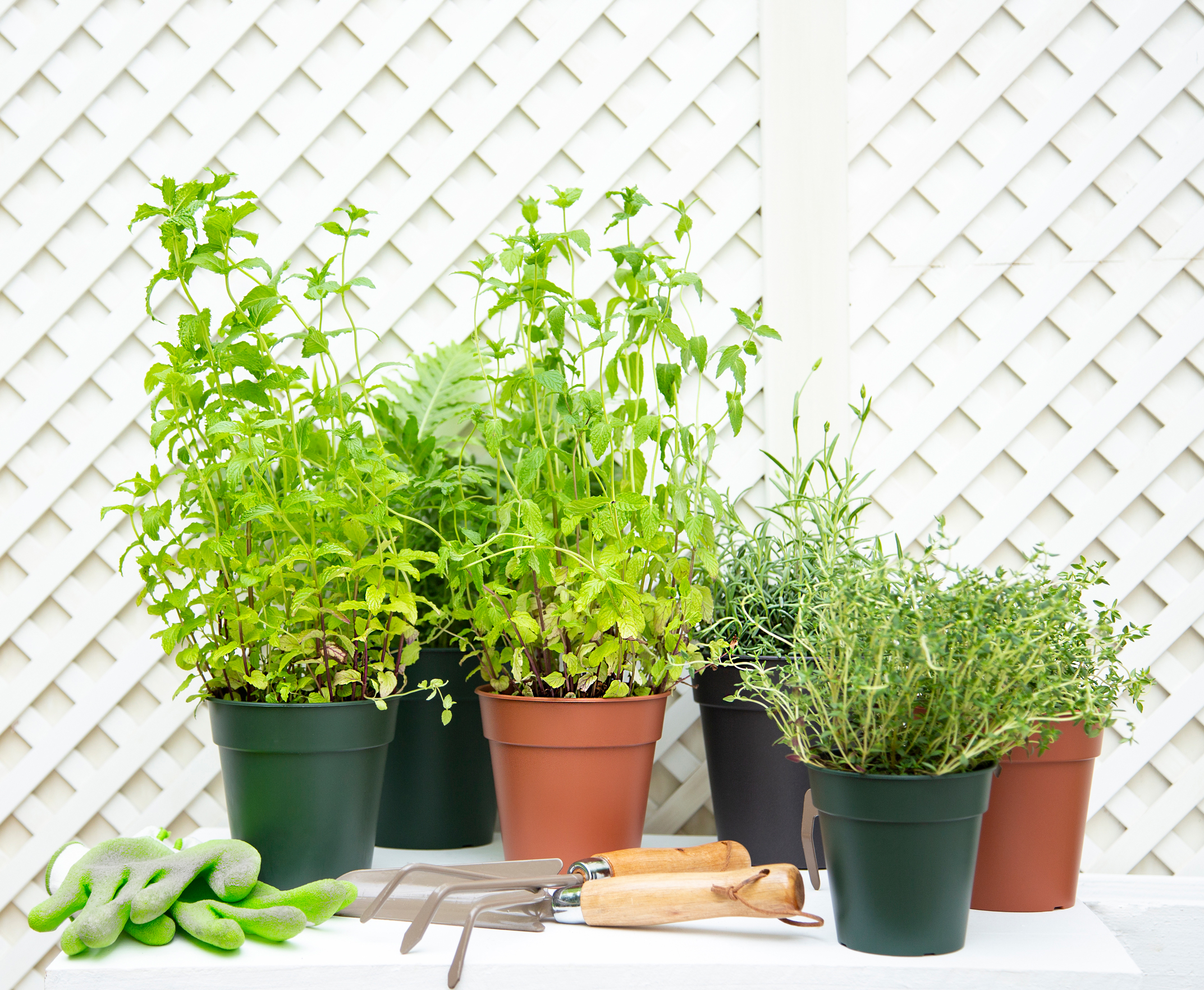 Blog - Ervas Aromáticas