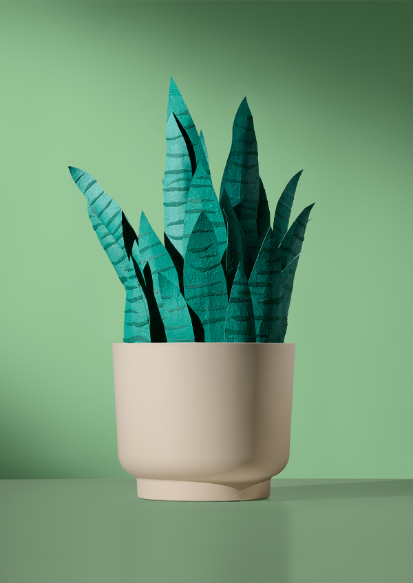 Step into an oasis of colour