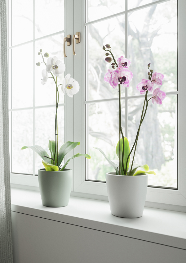 Two orchids, one love